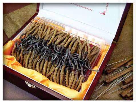 扎赉诺尔冬虫夏草回收